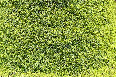 分析人士认为PS5 Pro将通过限制预购来应对黄牛