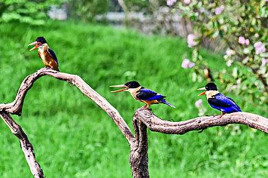 《艾尔登法环》网络测试版全Boss战演示视频 明年2月25日上线